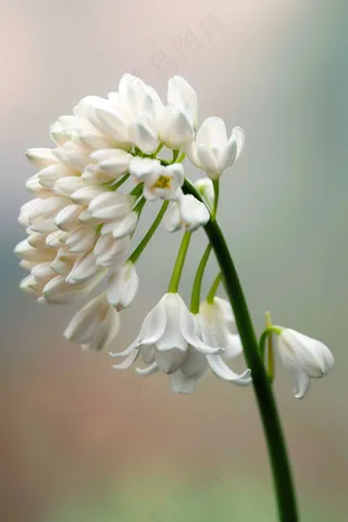 白花花朵鲜花绿叶花束摄影图