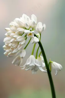 白花花朵鲜花绿叶花束摄影图 白花花朵鲜花绿叶花束摄影图