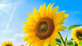 向日葵花朵向阳蓝天背景摄影图