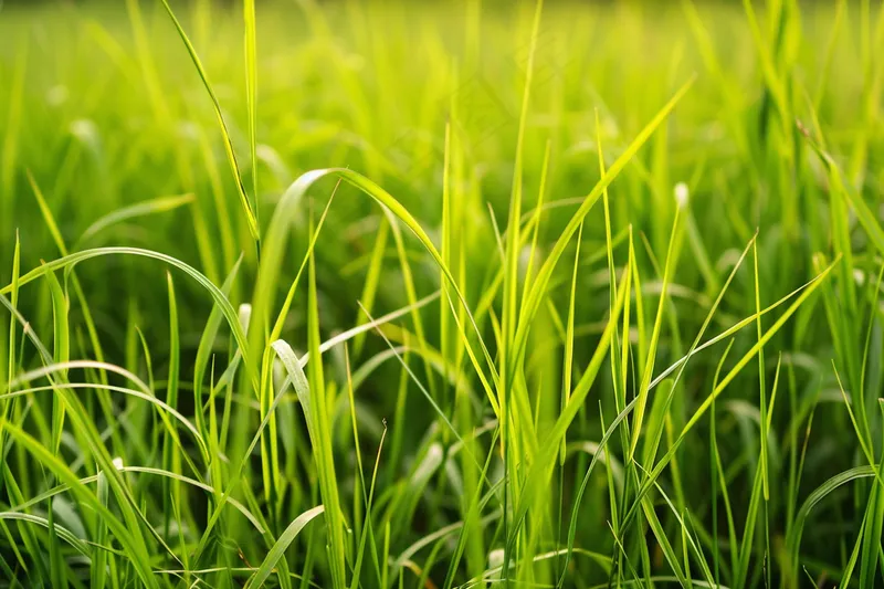 水稻绿苗生长摄影图(4032x2688)