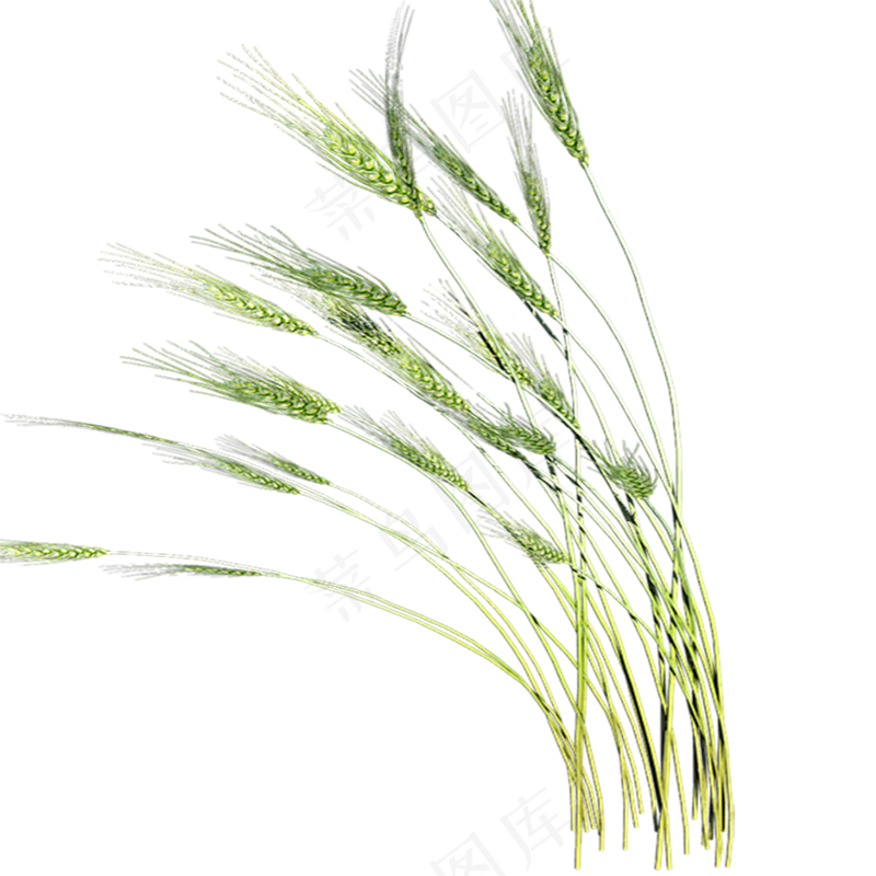 实拍麦子 拷贝