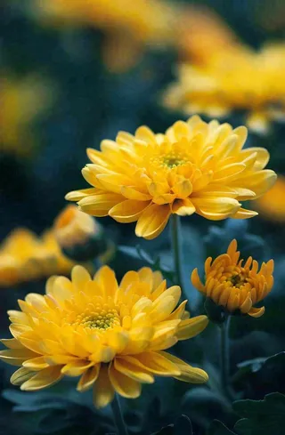 秋天金菊菊花植物立秋秋分重阳摄影图