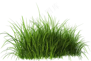 绿色青草丛