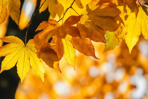 秋天树上的黄叶秋意摄影图 秋天树上的黄叶秋意摄影图