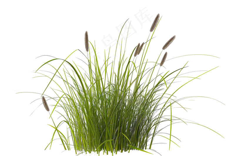 狗尾草草丛