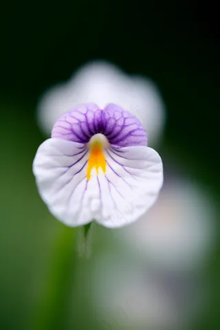 春天小野花紫白花立春自然摄影图