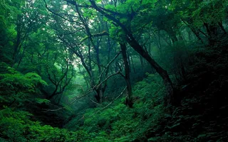 幽静森林绿色梦幻