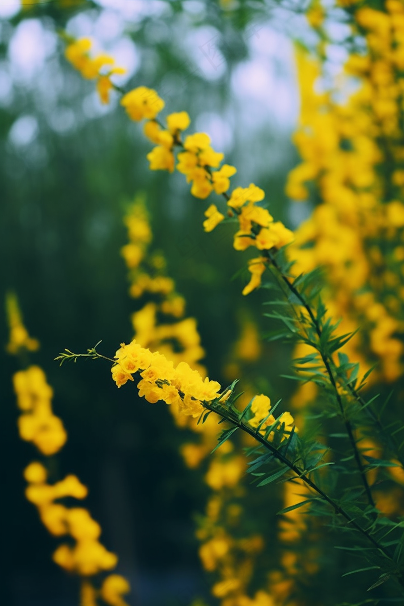 春天小黄花绿枝摄影图