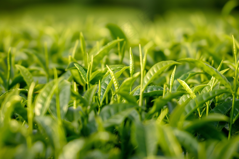 茶叶茶树抽新芽摄影图