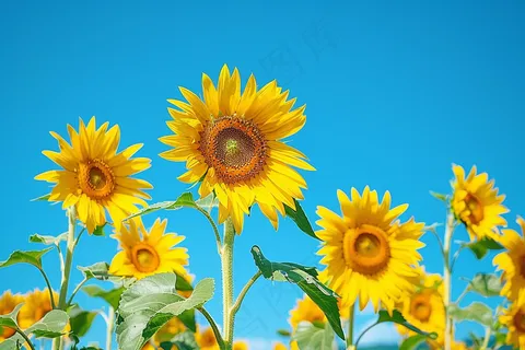 向日葵向阳鲜花摄影图 向日葵向阳鲜花摄影图