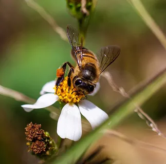 昆虫蜂蜜授粉特写1 昆虫蜂蜜授粉特写1