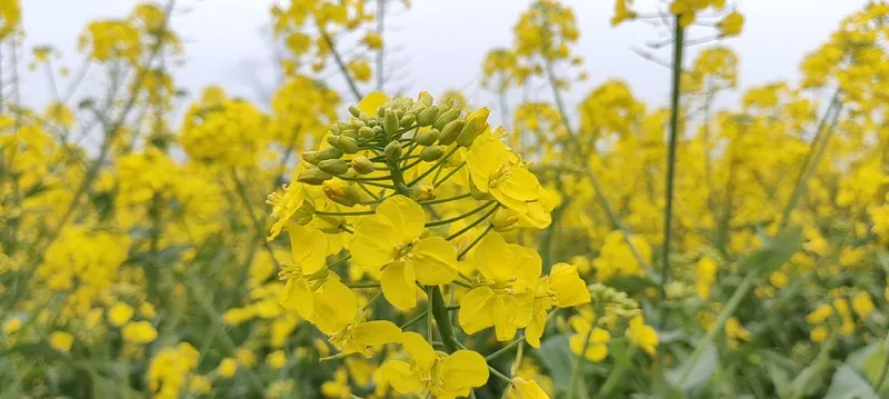 春天/油菜花/菜籽花/花