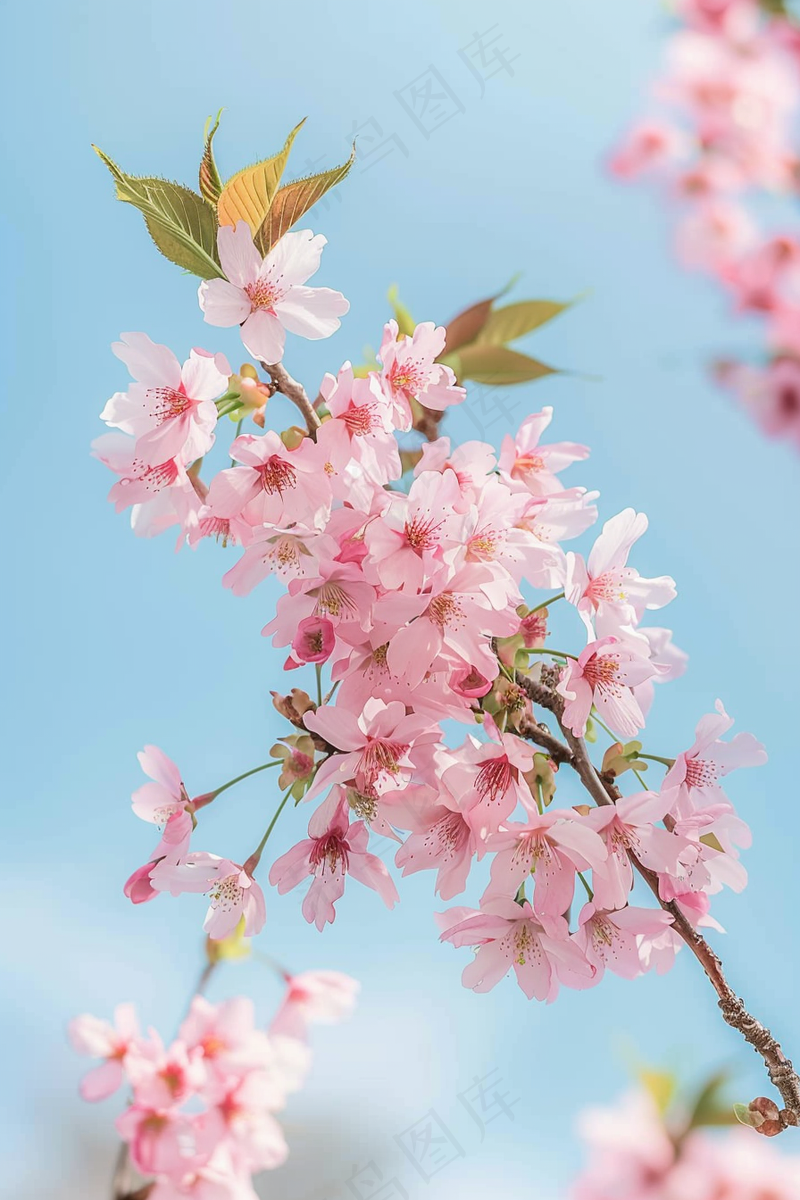 春日樱花花朵摄影图(2688x4032)