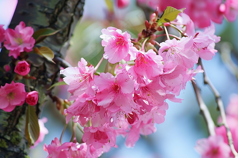 春日樱花花朵摄影图(4032x2688)