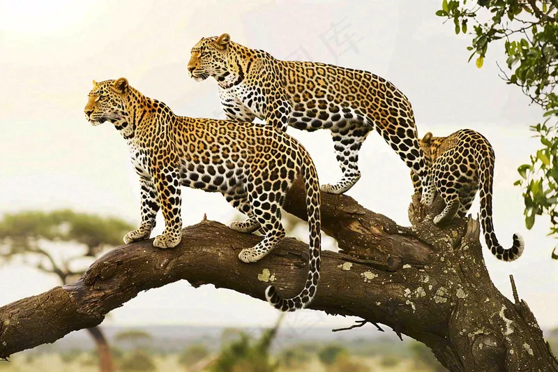 树干上的猎豹保护动物摄影图(4032x2688)