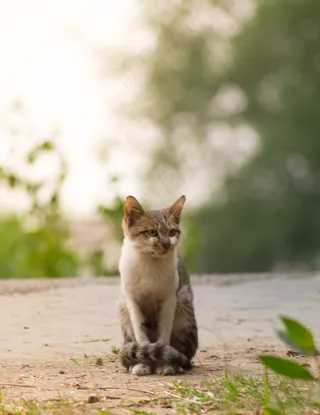 猫咪小猫动物