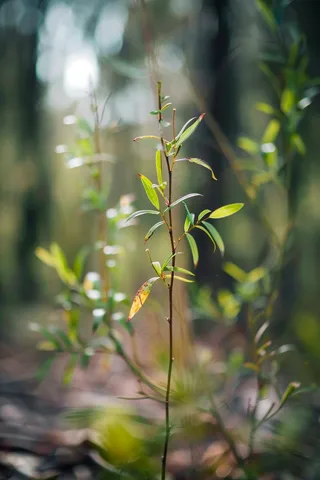 春天抽新芽的树枝光圈摄影图