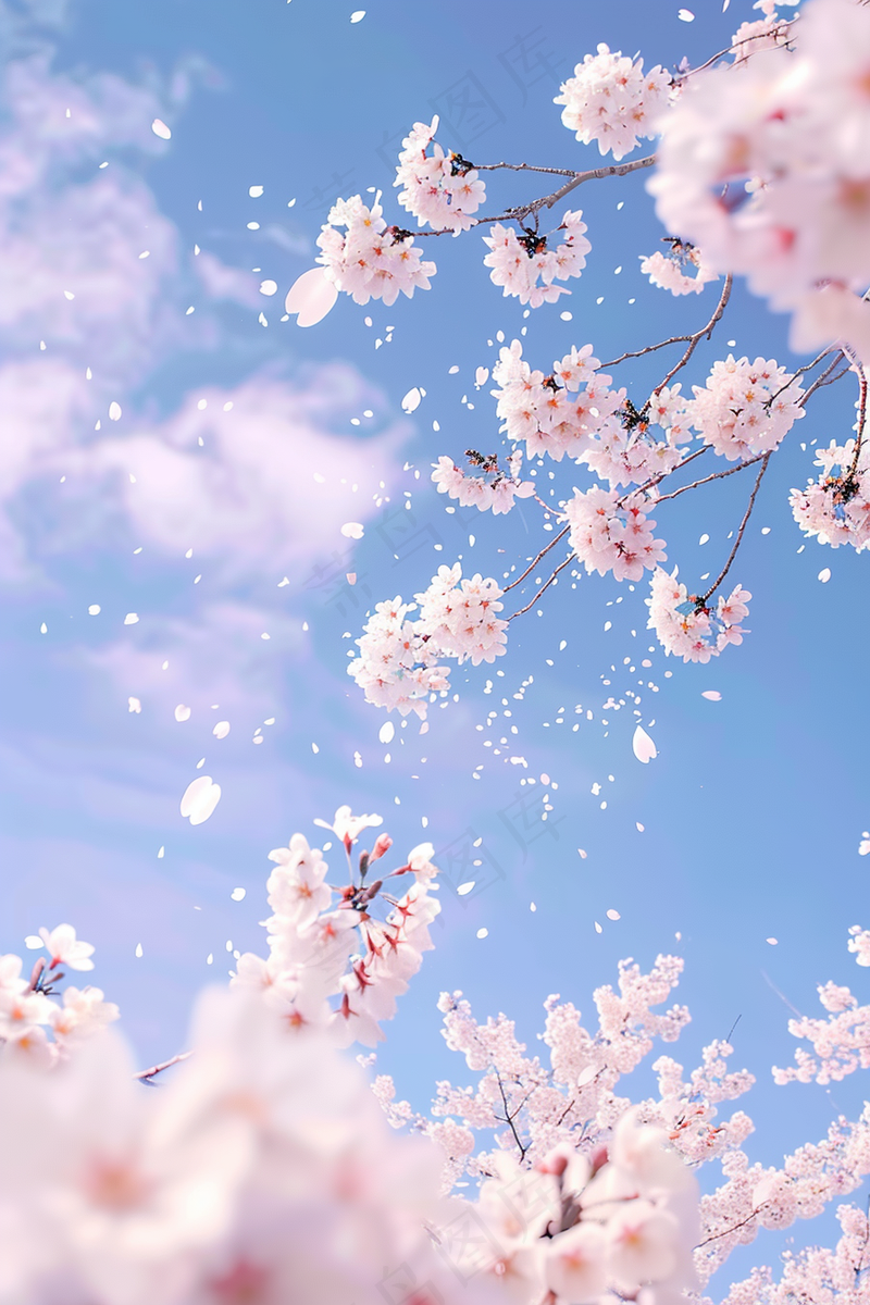 春日樱花花朵摄影图(2688x4032)