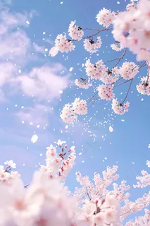 春日樱花花朵摄影图