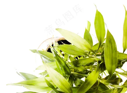 富贵竹竹叶 富贵竹竹叶