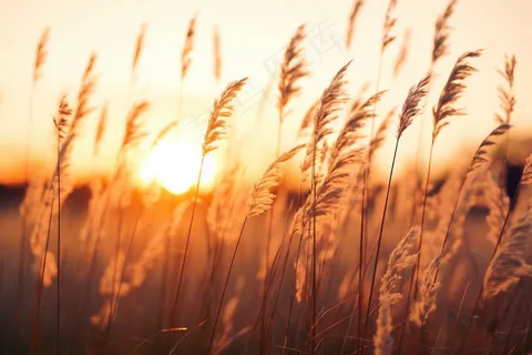 芦苇荡夕阳下美丽芦苇花摄影图