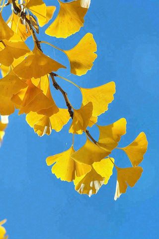 秋天黄色银杏叶树蓝色背景立秋处暑摄影图