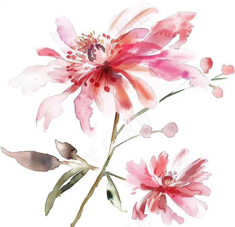 菊花玫红艳丽鲜花水墨中国风插画免抠(1056x1024)