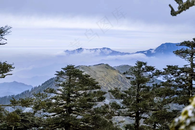 云峰与松树