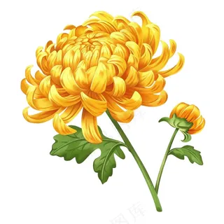 菊花黄菊盛开植物插画免抠