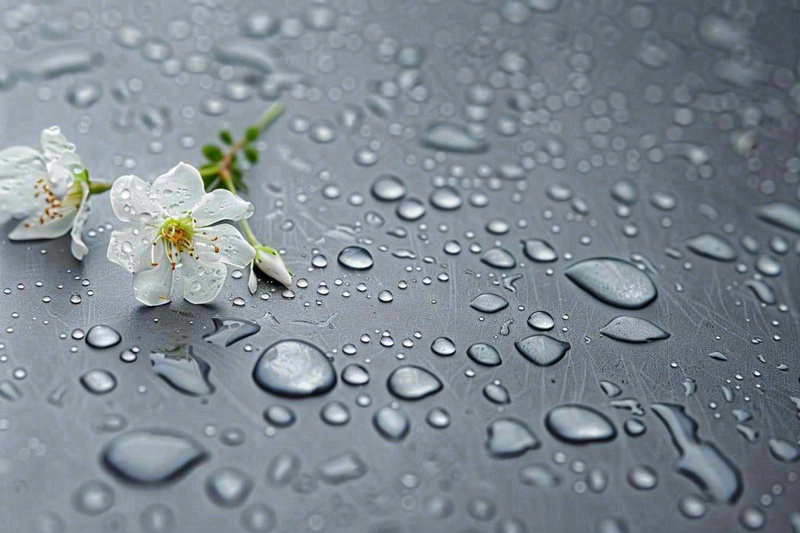雨天掉落的白色花朵雨水谷雨寒露摄影图(1344x896)