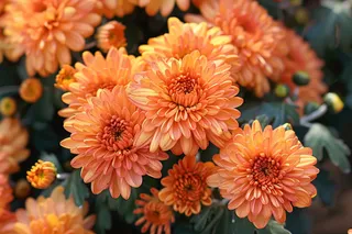 菊花色彩艳丽的菊花植物摄影图