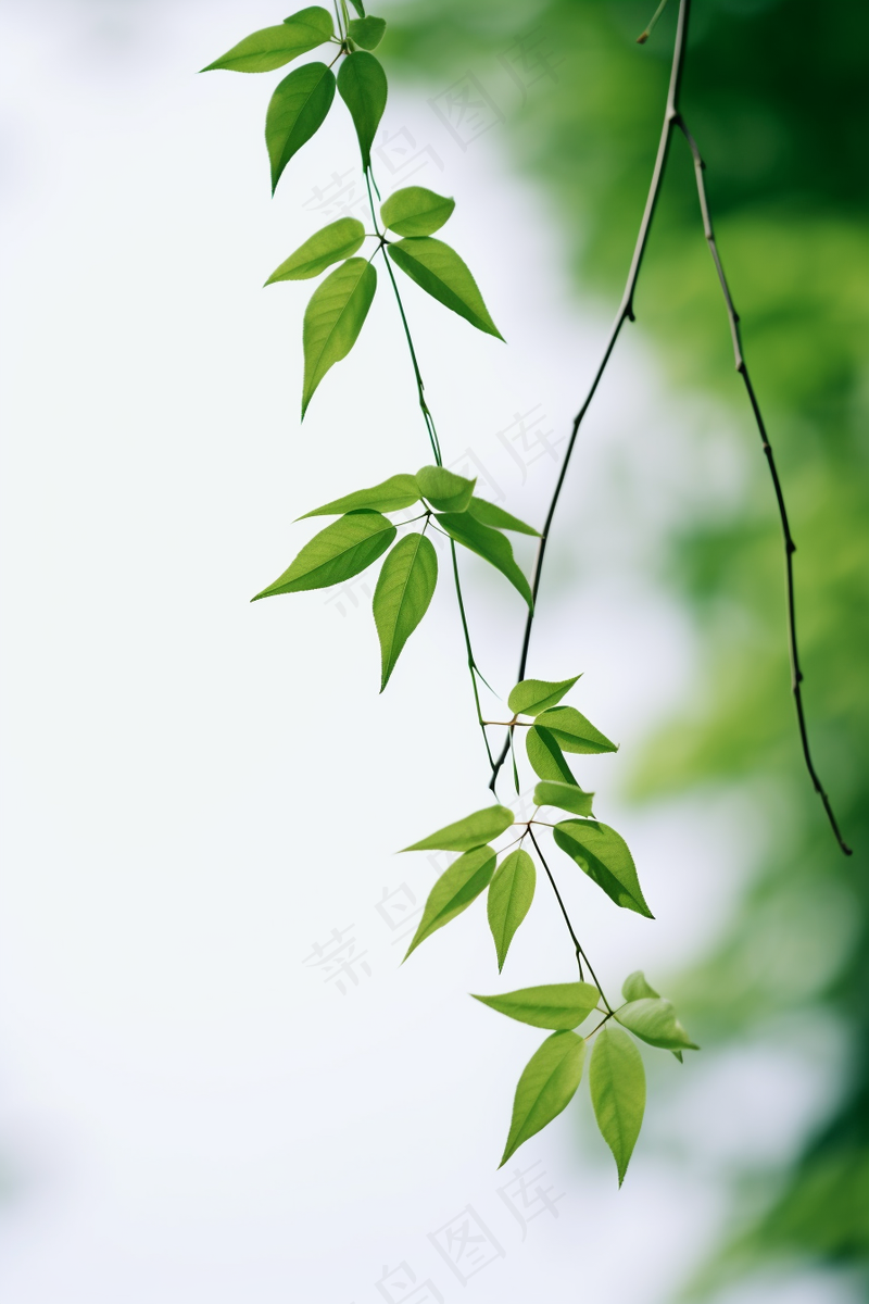 春日抽新芽树枝绿意盎然摄影图