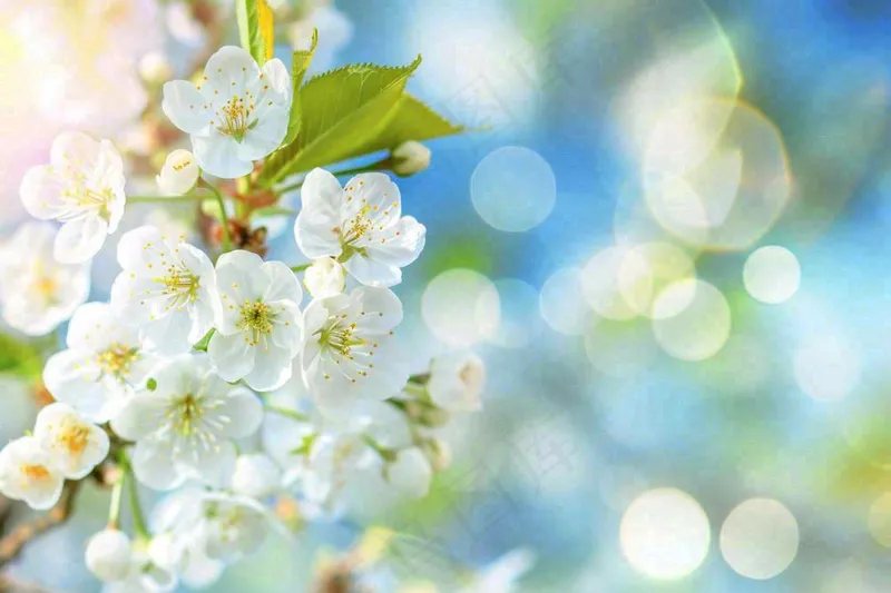 立春白花梨花花朵春意蓝天背景春分惊蛰摄影图(1344x896)