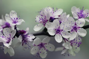鲜艳的白色花朵