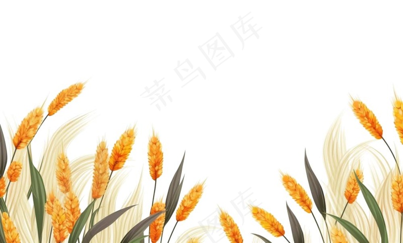 秋季小麦麦穗稻谷麦穗手绘卡通插画免抠(1408x848)