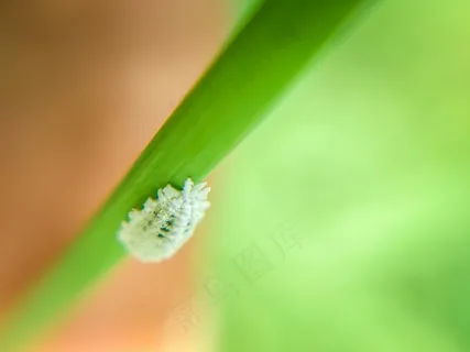 绿叶上的白虫