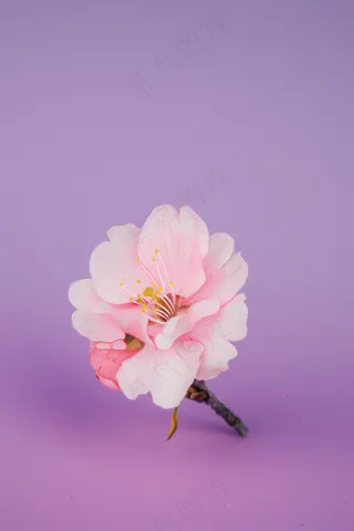 春日樱花花朵摄影图