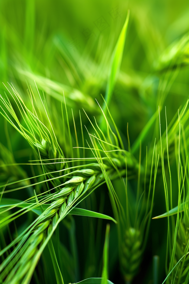小麦麦穗芒种绿色小麦摄影图