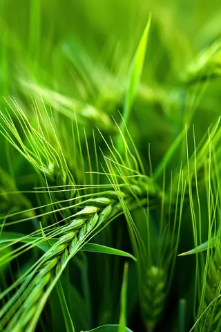 小麦麦穗芒种绿色小麦摄影图