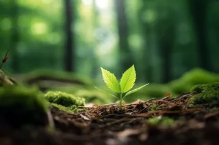 春天破土出的嫩芽摄影图