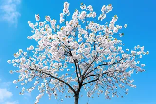 春日樱花花朵摄影图