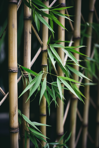 竹子竹叶干枯黄色的竹竿摄影图