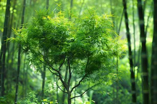 春夏竹林绿色清凉摄影图