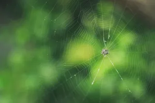 薄雾中的蛛网与露珠交织