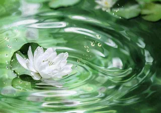 春夏睡莲荷叶清澈透明的水面泛起涟漪立夏夏至摄影图