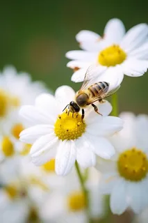 春天白色雏菊蜜蜂采蜜摄影图