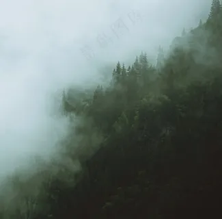 云雾森林图片 云雾森林图片