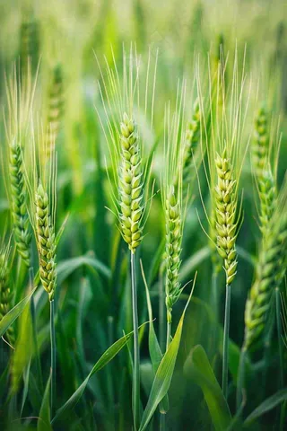 绿色小麦麦穗农田种植小满芒种摄影图