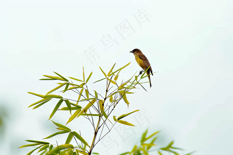 绿色竹叶上的小鸟竹林摄影图