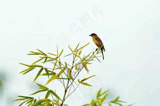 绿色竹叶上的小鸟竹林摄影图